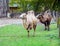 Two camouflaged animals, also known as Two toed or Bactrian Camel