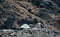 Two camping tents set up on the slope of a green valley and a small summer bungalow