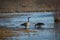 two Canada geese foraging in water