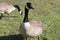 Two Canada Geese, one eating, one looking around