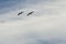 Two Canada Geese Silhouetted in the Cloudy Sky as They Fly