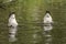 Two Canadian Geese Bobbing For Food In A Lake