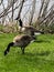 Two Canadian geese eating by water