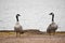 Two Canadian Geese Looking at Each Other by Lake