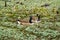 Two Canadian Geese Swimming on a Mountain a Pond - 2