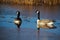 Two Canadian Geese swimming on an unfrozen section of water