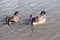 Two Canadian geese swimming in water