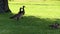 Two Canadian Geese Walking Away From Camera On Grass