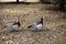 Two Canadian Geese Walking on a Brown Meadow