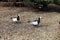 Two Canadian Geese Walking on a Brown Meadow