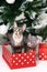 Two Canadian Sphynx Cats sitting under Christmas tree with holiday red polka dot gift boxes under it