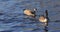 Two Canadian wild goose swimming in the lake