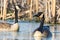 Two Canadien geese, Branta canadensis, swimming in a wetland near Culver, Indiana