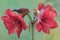 Two canary birds are resting on amaryllis flowers in full bloom.