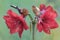 Two canary birds are resting on amaryllis flowers in full bloom.