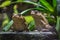 Two cane toads giant neotropical toads