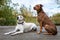 Two canine friends laying and sitting on a wood dock on a small lake, Doberman mix and white lab mix