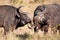 Two cape buffalo figting in long grass