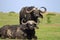 Two Cape Buffalo on the lush green plains in Bumi National Park, Zimbabwe