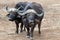 Two Cape Buffalo [syncerus caffer] bulls chewing the cud in the bush in Africa