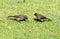 Two Cape bulbuls on a suburban lawn in George South Africa