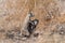 Two cape ground squirrel are play, etosha nationalpark, namibia