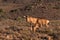 Two Cape Hartebeest Sigmoceros Lichtensteinii grazing in the Karoo National Park, South Africa