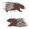 Two cape porcupine