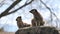 Two captive curious meerkats Suricata suricatta located in a zoo with a blurred tree in background