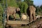 Two captive elephants inside the Pistoia Zoo Tuscany