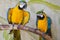 Two captive parrots