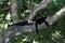 Two capuchin monkeys lying on the tree branch