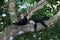 Two capuchin monkeys resting on the tree branch