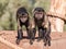 Two Capuchin monkeys in a stare down
