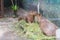 Two capybara eating grass in Dusit Zoo, Thailand