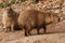 Two capybaras