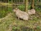 Two capybaras close to a pond in petting zoo outdoors