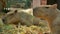 Two capybaras eating delicious some grasses on the ground