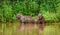 Two capybaras in the grass by the river. Close-up.