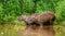 Two capybaras in the grass by the river. Close-up.