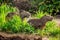 Two capybaras in the grass by the river. Close-up.