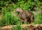 Two capybaras in the grass by the river. Close-up.