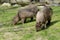 Two capybaras grazing