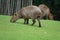 Two Capybaras or water hog grazing on green grass