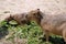 Two capybaras went out to eat.