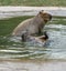 Two capybarez frolic in the pool.