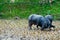 Two Carabao Buffalos Fighting in the Mud on a