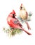 Two Cardinals Birds Male and Female Watercolor Christmas Illustration Hand Drawn Love Couple