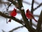 Two Cardinals together in the Snow