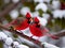 Two Cardinals together in the Snow